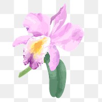 Cattleya orchid png watercolor flower, transparent background