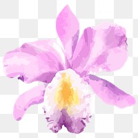 PNG watercolor cattleya orchid flower, transparent background