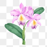 PNG watercolor cattleya orchid flower, transparent background