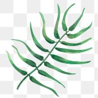 PNG watercolor fern leaf, transparent background