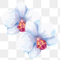 Blue orchid png watercolor flower, transparent background