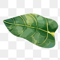 Green leaf png watercolor, transparent background