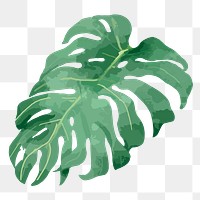 Watercolor monstera png tropical plant, transparent background