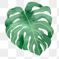 PNG watercolor monstera leaf, transparent background