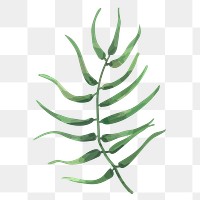 Fern leaf png watercolor, transparent background