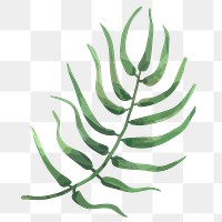 PNG watercolor fern leaf, transparent background
