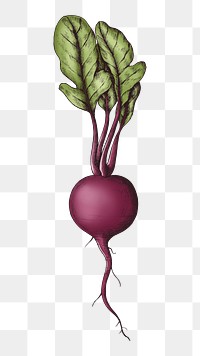 Png beetroot with leaves, transparent background