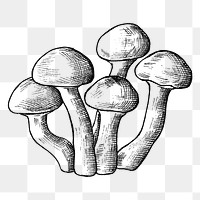 Png black & white mushroom cluster illustration, transparent background