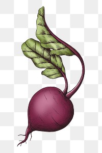Png beetroot with leaves, transparent background