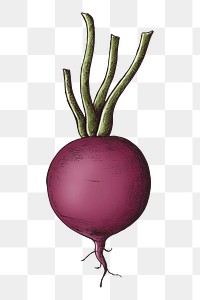 Png beetroot with stem illustration, transparent background