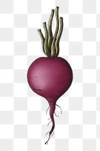 Png beetroot with stems, transparent background