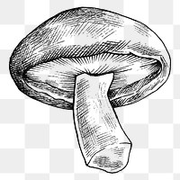 Png black & white shiitake mushroom, transparent background