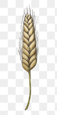 Wheat grain png illustration, transparent background