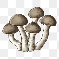 Png mushroom cluster illustration, transparent background