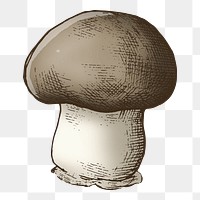 Cremini mushroom png illustration, transparent background