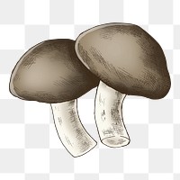 Shiitake mushrooms png illustration, transparent background