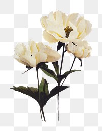 Beige peony flower png, botanical illustration, transparent background