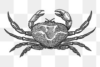 Vintage crab animal png clipart, transparent background. Free public domain CC0 image.