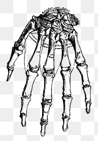 PNG Human hand bone vintage  illustration, transparent background. Free public domain CC0 image.