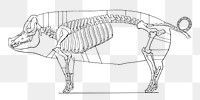 PNG Pig skeleton  illustration, transparent background. Free public domain CC0 image.