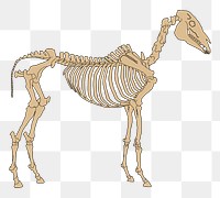 PNG Horse anatomy skeleton sticker, transparent background. Free public domain CC0 image.