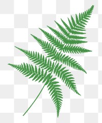 PNG Fronds, fern leaves sticker,  transparent background. Free public domain CC0 image.