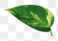 Png one pothos leaf, transparent background