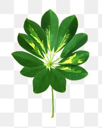 Png dwarf umbrella tree, transparent background