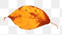 Autumn leaf png collage element, transparent background