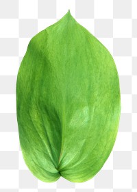 Green png oval leaf, transparent background