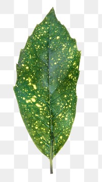 Spotted png green leaf, transparent background