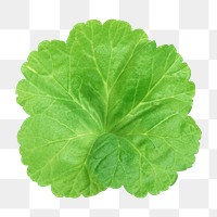Green png gingko leaf, transparent background