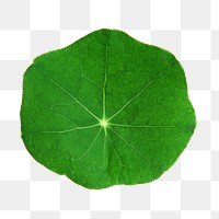 Png circular green leaf, transparent background
