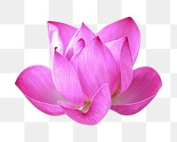 Png bright pink lotus flower, transparent background