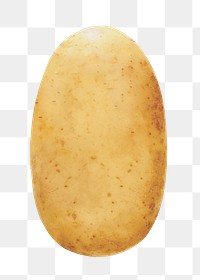 Potato, starch vegetable png, transparent background