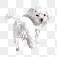 Bichon dog png, design element, transparent background