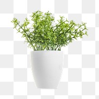 PNG Potted plant, collage element, transparent background.