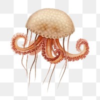 Vintage jellyfish png, sea animal illustration, transparent background