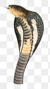 Png black Cobra head, transparent background