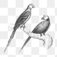 Macaw parrot birds png, vintage animal illustration, transparent background