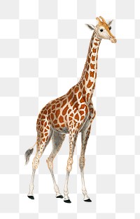 Vintage giraffe png, wildlife illustration, transparent background