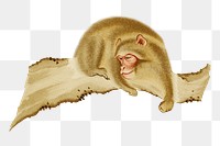 PNG Monkey, vintage animal painting by G.A. Audsley-Japanese illustration, transparent background. Remixed by rawpixel.