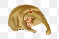 PNG Monkey, vintage animal painting by G.A. Audsley-Japanese illustration, transparent background. Remixed by rawpixel.