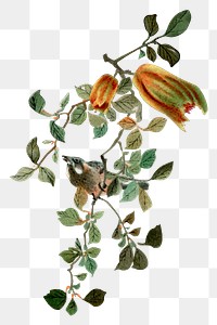 PNG Bird, vintage animal painting by G.A. Audsley-Japanese illustration, transparent background. Remixed by rawpixel.