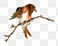 PNG Bird, vintage animal painting by G.A. Audsley-Japanese illustration, transparent background. Remixed by rawpixel.