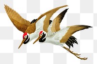 PNG Sarus crane flying, vintage animal by G.A. Audsley-Japanese illustration, transparent background. Remixed by rawpixel.