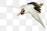 PNG Sarus crane flying, vintage animal by G.A. Audsley-Japanese illustration, transparent background. Remixed by rawpixel.