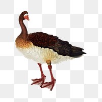 PNG White-fronted goose, vintage animal by G.A. Audsley-Japanese illustration, transparent background. Remixed by rawpixel.