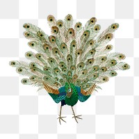 PNG Peacock showing off, vintage animal painting by G.A. Audsley-Japanese illustration, transparent background. Remixed by rawpixel.