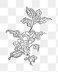 PNG Japanese leaf branch, vintage illustration, transparent background. Remixed by rawpixel.